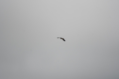 Egretta novaehollandiae novaehollandiae