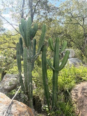 Euphorbia ingens