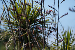 Prosthemadera novaeseelandiae