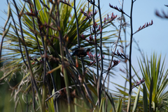 Prosthemadera novaeseelandiae
