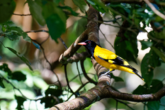 Oriolus xanthornus
