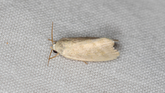 Earias paralella