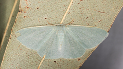 Prasinocyma ocyptera