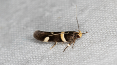 Macrobathra alternatella