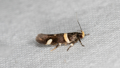 Macrobathra alternatella