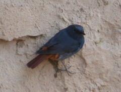 Phoenicurus fuliginosus