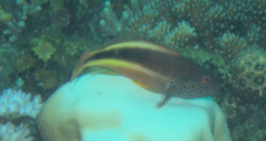 Paracirrhites forsteri