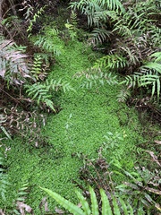 Nertera scapanioides