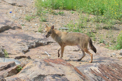 Canis aureus indicus