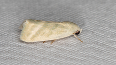 Earias paralella