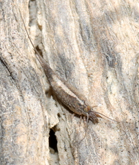 Meinertellidae