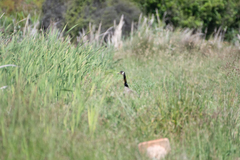 Branta canadensis maxima