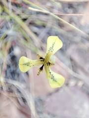 Moraea unguiculata