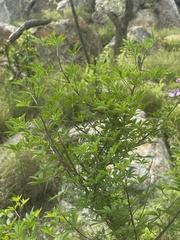 Cleome oxyphylla oxyphylla