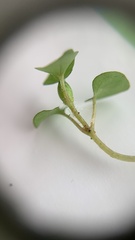 Nertera scapanioides