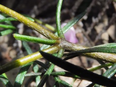 Boronia
