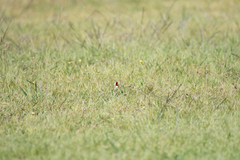 Carduelis carduelis britannica