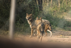 Canis aureus indicus