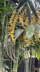 Ptychosperma macarthurii