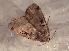 Xestia normanianus