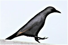 Onychognathus morio morio