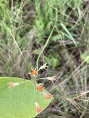 Tulbaghia acutiloba