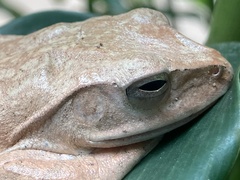 Polypedates megacephalus