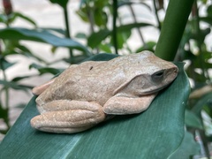 Polypedates megacephalus
