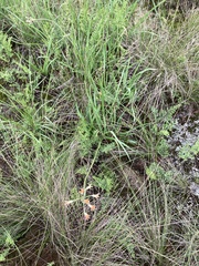 Tulbaghia acutiloba