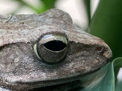 Polypedates megacephalus