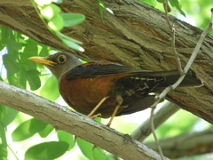 Turdus rubrocanus