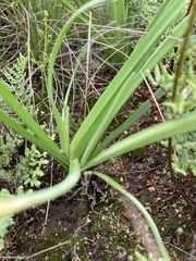 Tulbaghia acutiloba