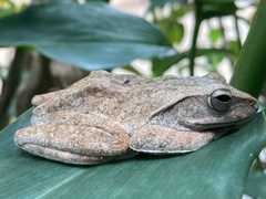 Polypedates megacephalus