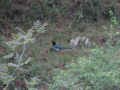 Urocissa flavirostris