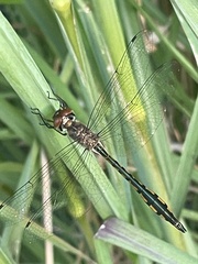 Hemicordulia continentalis