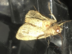 Xestia normanianus