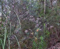 Boronia