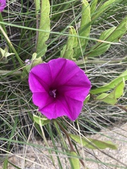 Ipomoea robertsiana