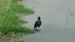 Corvus monedula