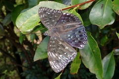 Dichorragia nesimachus