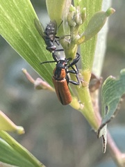 Rhinotia venusta
