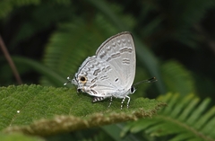 Sinthusa chandrana