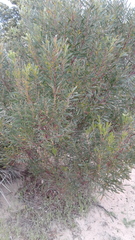 Acacia uncifolia