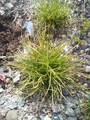 Carex secalina