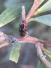 Diphucrania albosparsa