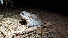 Sclerophrys regularis