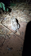Sclerophrys regularis