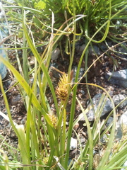 Carex secalina