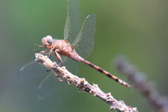 Odonata