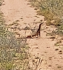 Varanus gouldii